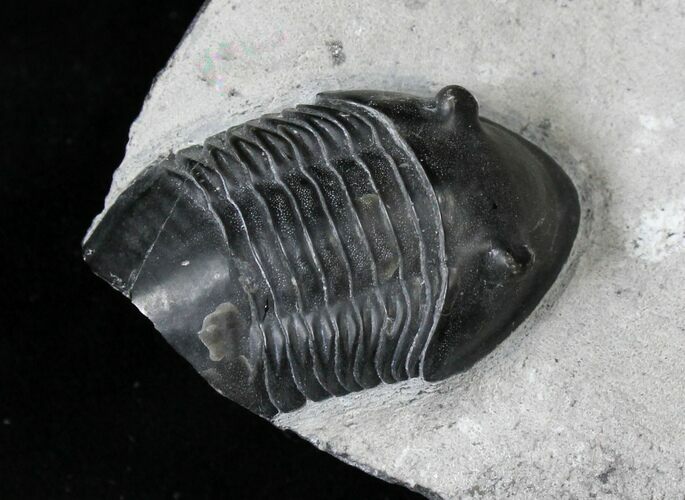 Bargain Isotelus - Walcott-Rust Quarry, NY #19180